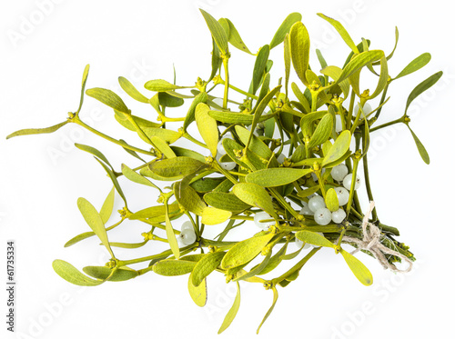 mistletoe isolated on a white background photo