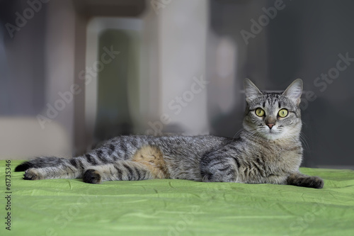 Gray striped cat with M-letter on brow.