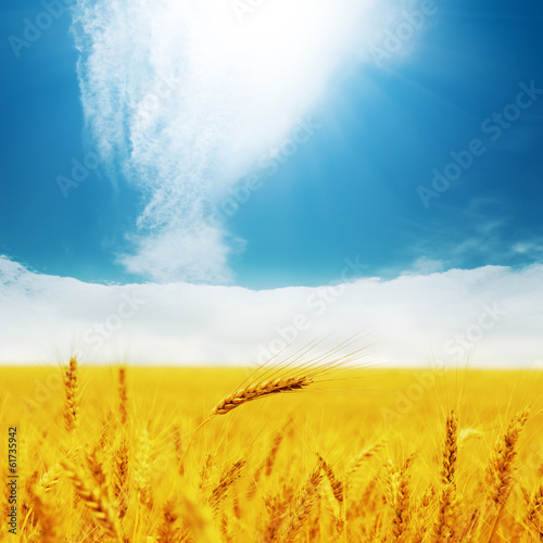 field with golden barley and clouds in blue sky