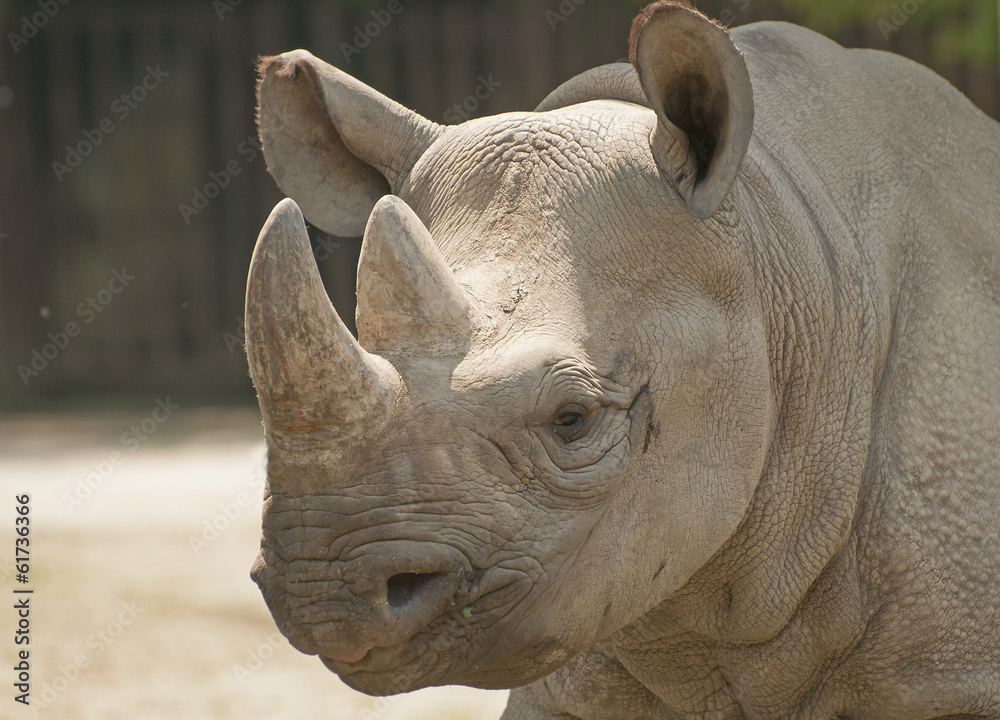 Fototapeta premium Black rhinoceros