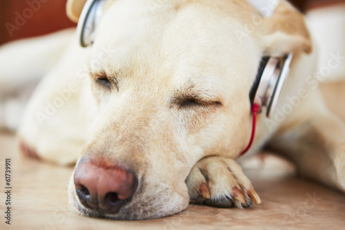 Dog is listening music