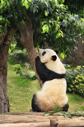 Fototapeta Naklejka Na Ścianę i Meble -  Big panda