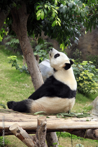 Fototapeta Naklejka Na Ścianę i Meble -  Big panda