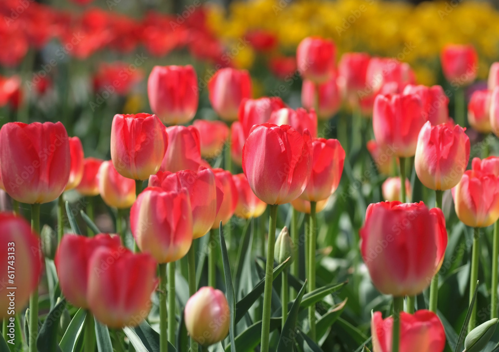 Obraz premium チューリップ畑の朝