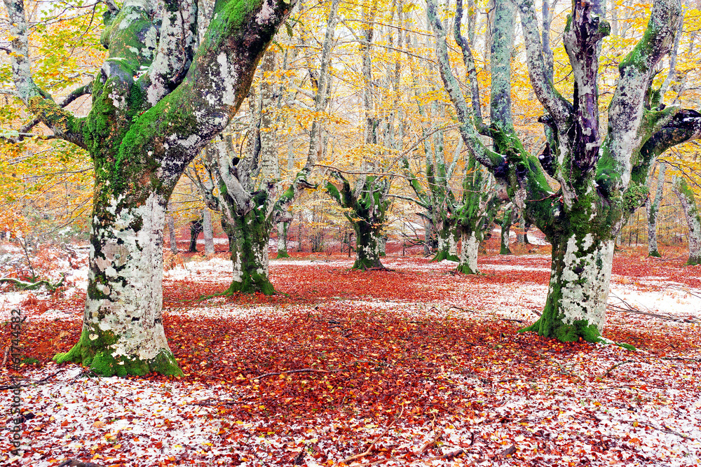 Naklejka premium forest in autumn with snow