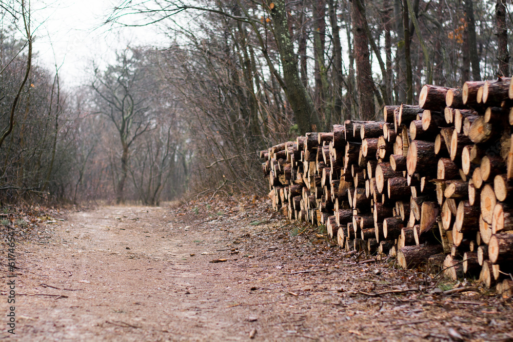 Obraz premium Pile of wood