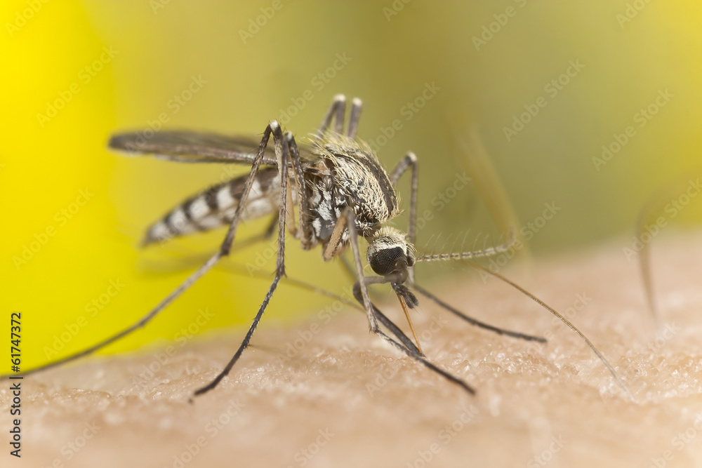 Mosquito sucking blood, macro photo Mosquito sucking blood, macro photo