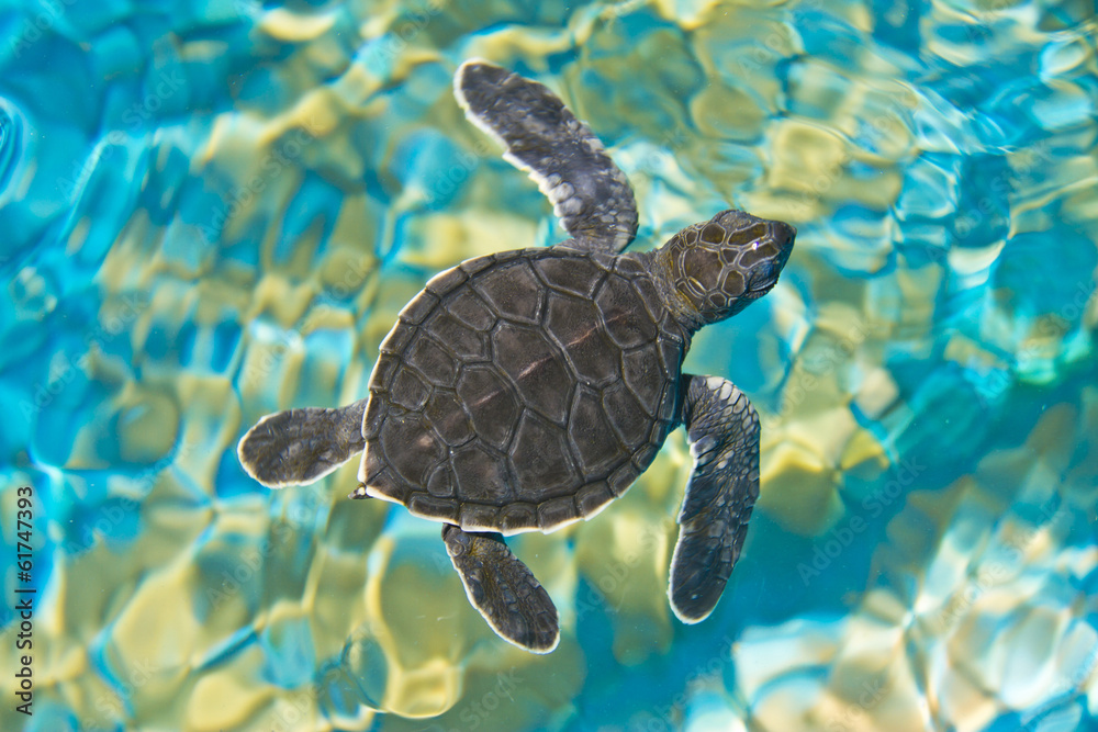 Fototapeta premium Top view of baby turtle
