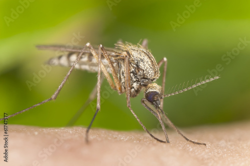 Mosquito sucking blood, macro photo © Henrik Larsson