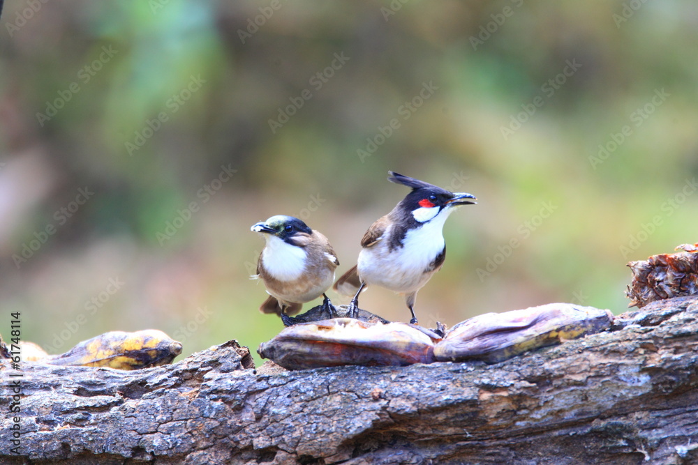 Obraz premium Red-whiskered Bulbul (Pycnonotus jocosus) in North Thailand 