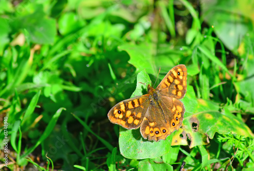 wall brown