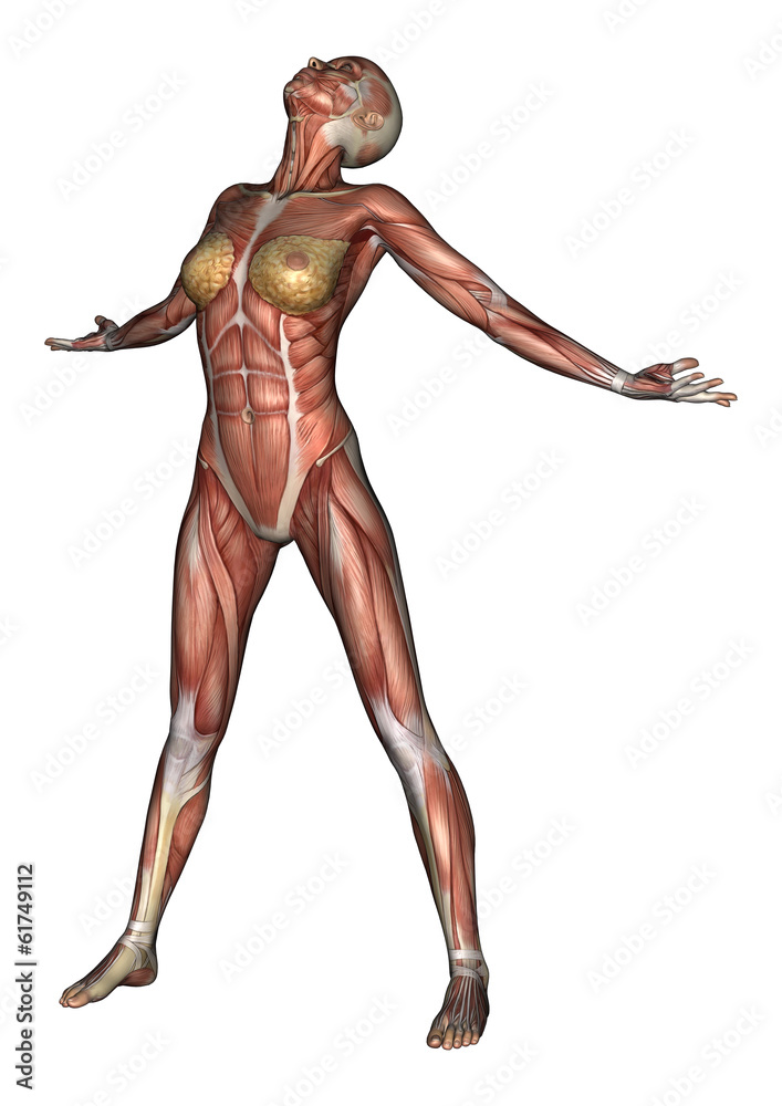 Female Anatomy Figure