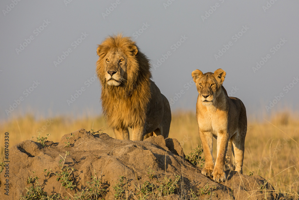 Naklejka premium Löwenpaar w Afryce