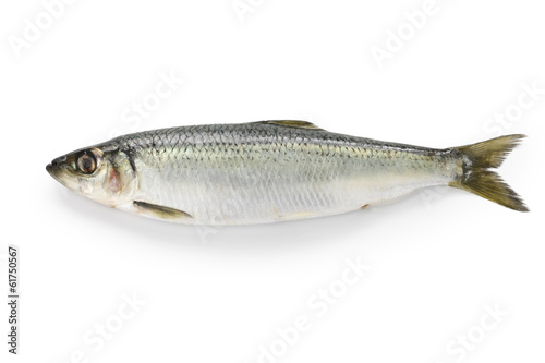 herring isolated on white background photo