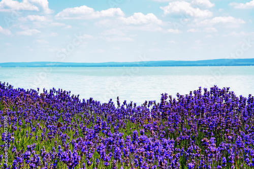 Lavender at Lake Balaton,Hungary