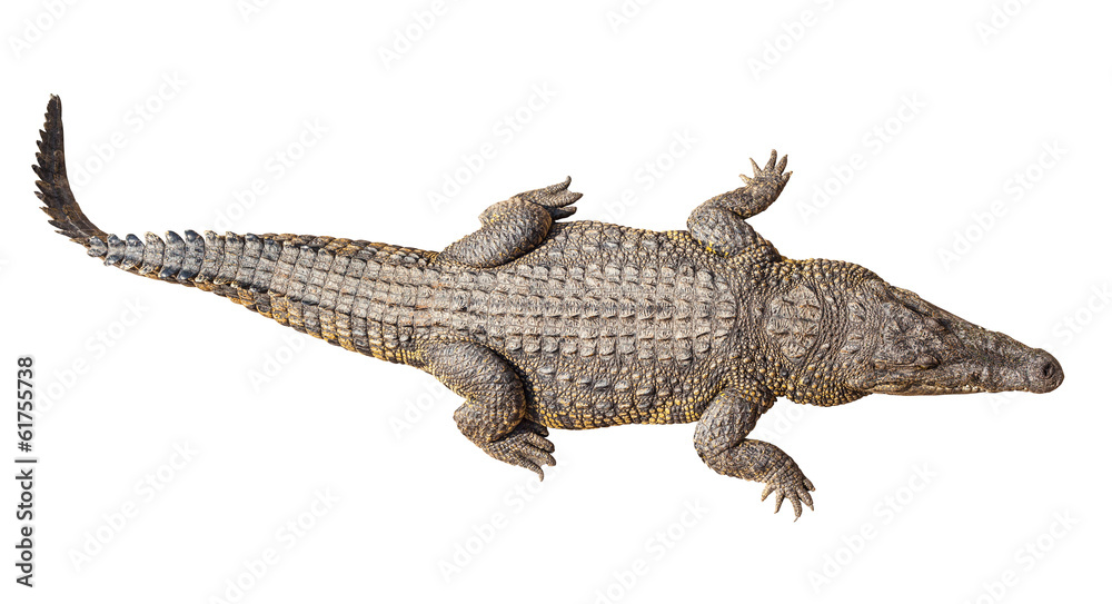 Naklejka premium Wildlife crocodile isolated on white with clipping path
