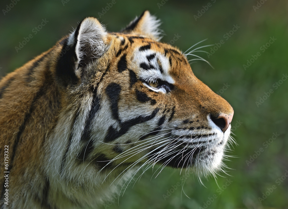 Fototapeta premium Amur Tiger