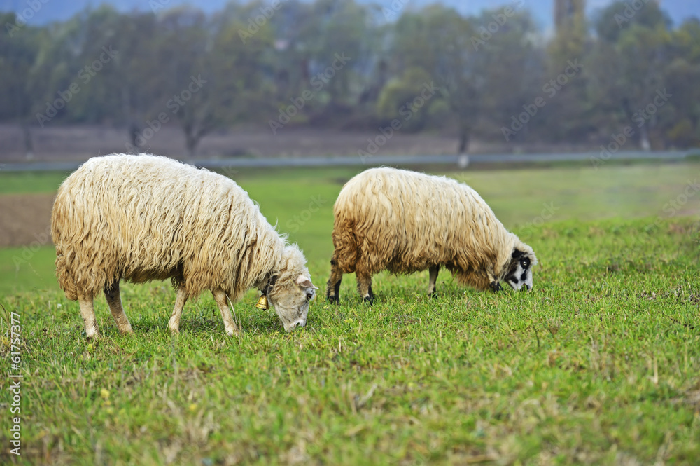 Herd of sheep on a mountain pasture Herd of sheep on a mountain pasture