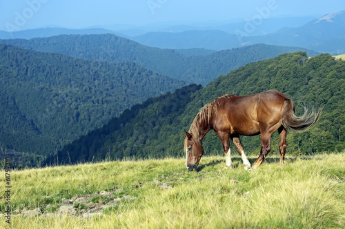 Horse on a background of mountain
