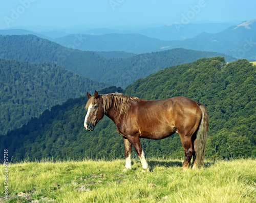 Horse on a background of mountain