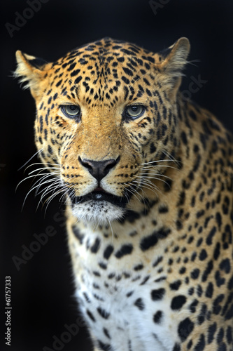 leopard © kyslynskyy