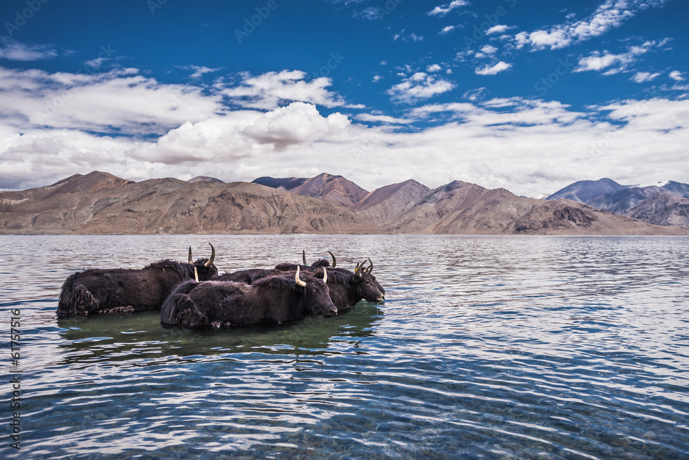 Φωτογραφία Group of yak standing in the water of Pangong Tso Lake,India