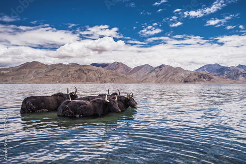 Group of yak standing in the water of Pangong Tso Lake,India photo