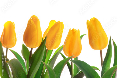 Isolated spring tulips