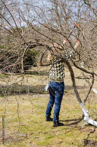 women with secateur between patuluos tree branches photo