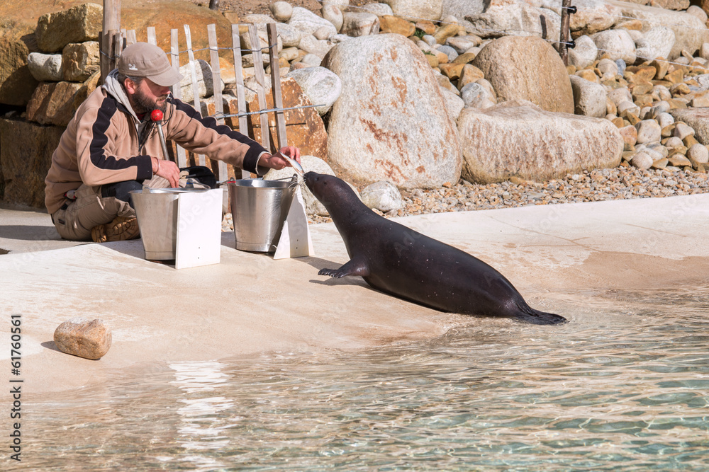 Fototapeta premium phoque qui mange