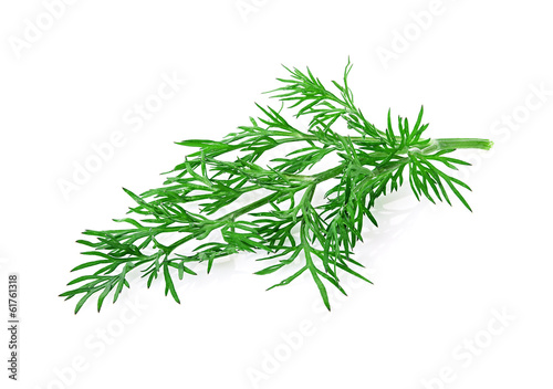 dill herb isolated on white background