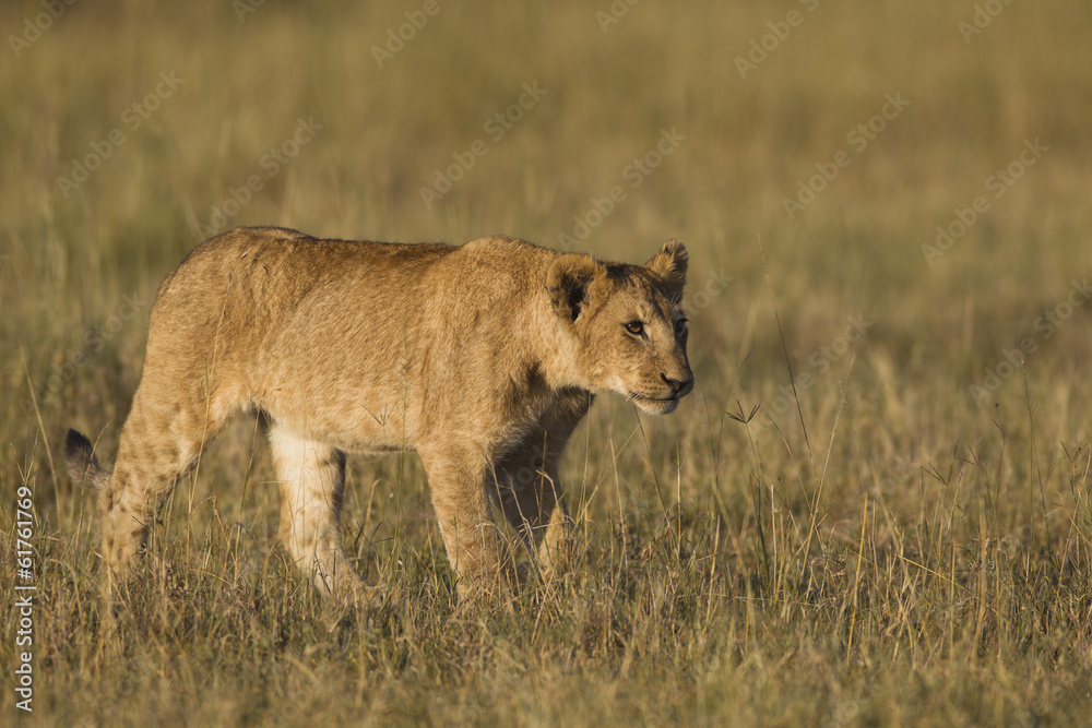 African lion cub African lion cub