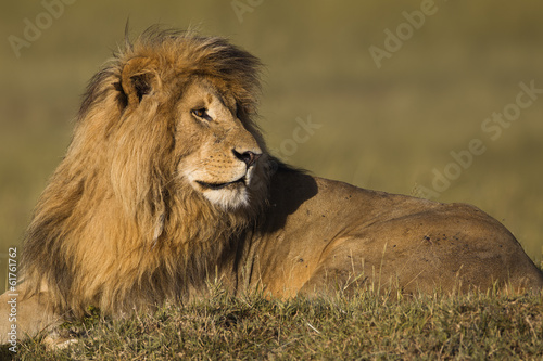 Portrait of a male lion