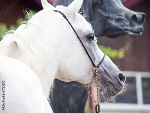 Fototapeta Naklejka Na Ścianę i Meble -  portrait of white arabian stallion with statue of horse