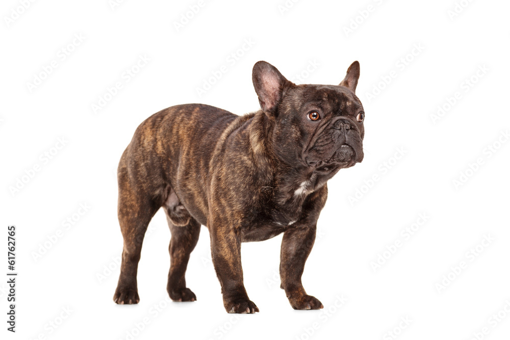 Studio shot of a dog isolated on white background