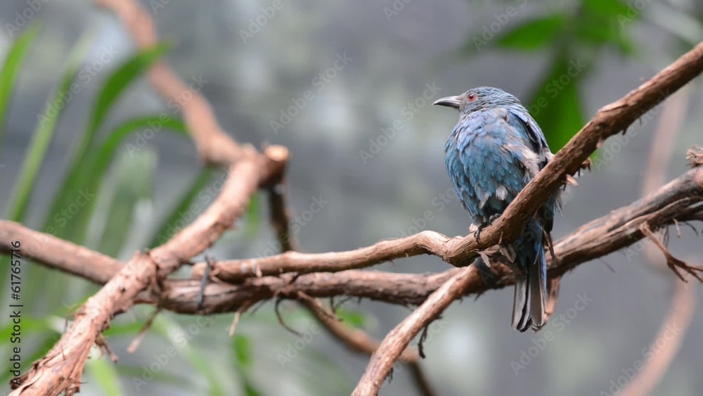 Fairy-bluebird female perched on the tree branch Fairy-bluebird female perched on the tree branch