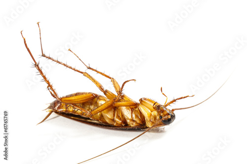 cockroach turn face up © stockdevil