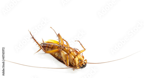 cockroach turn face up © stockdevil