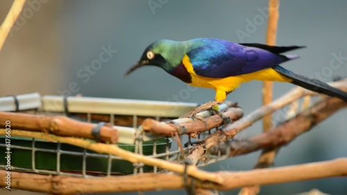 Golden breasted starling eating out of bird feeder short compila