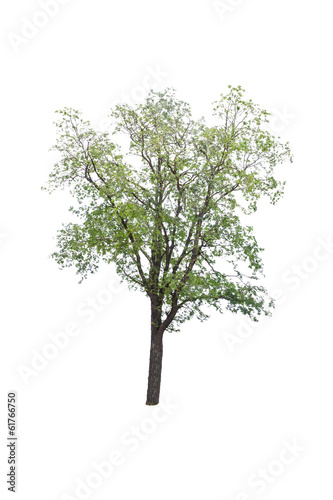 tree on white background