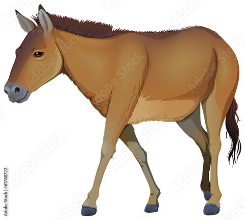 A brown horse