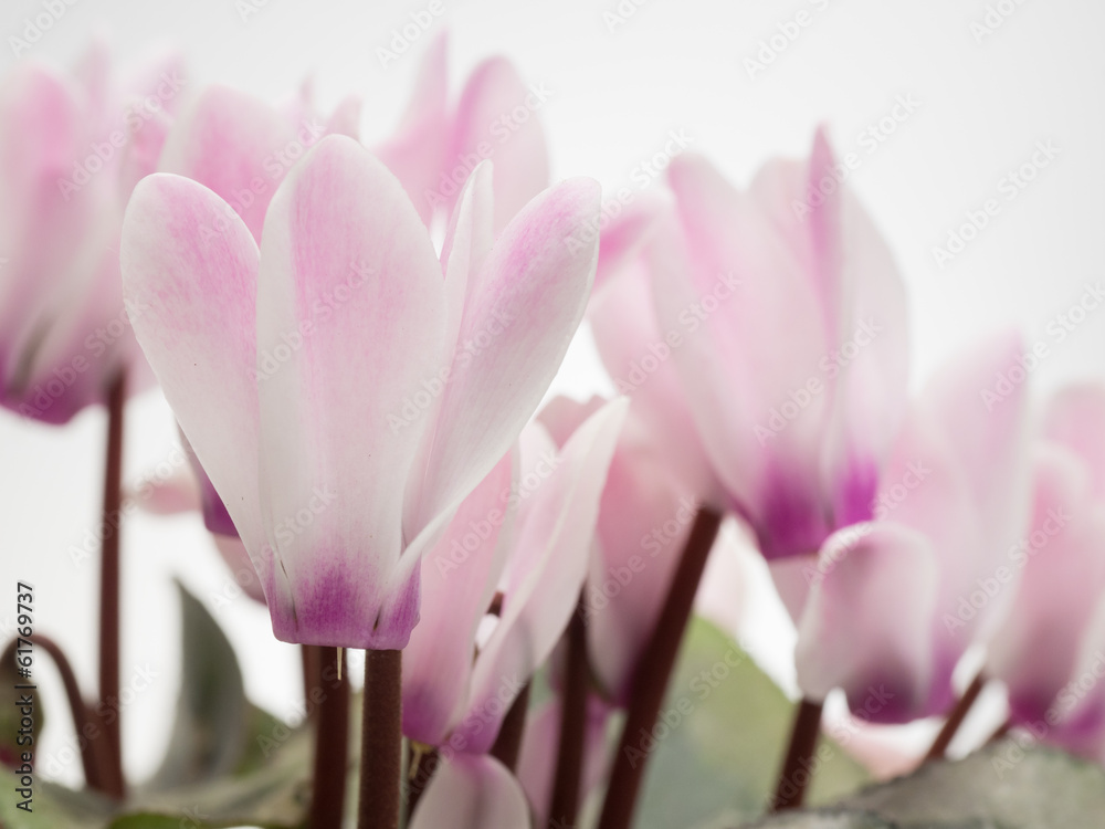 Fototapeta premium 冬の花のシクラメン