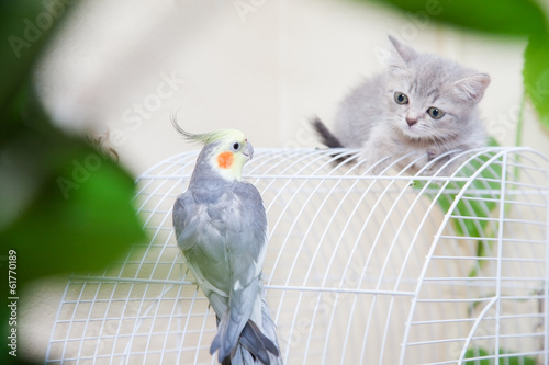 Obraz na płótnie kitten w salonie