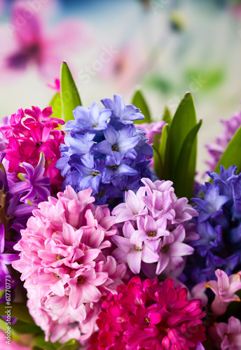 Fototapeta Naklejka Na Ścianę i Meble -  Multicolored hyacinths