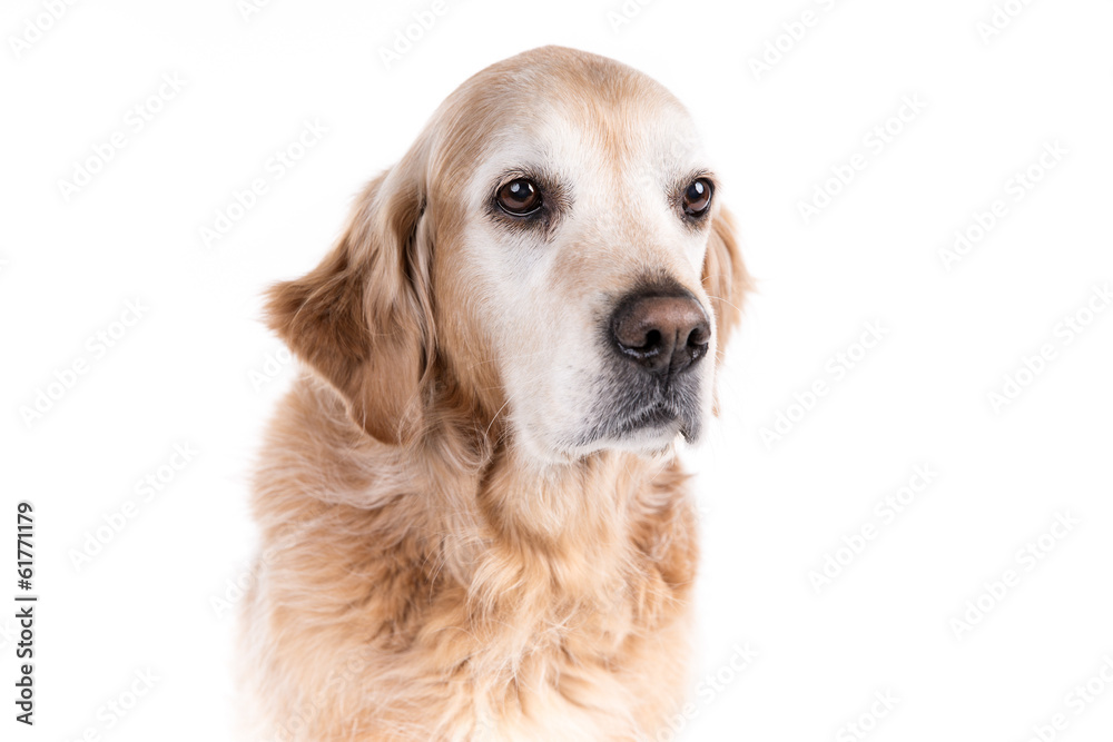 Golden Retriever dog on a white background Golden Retriever dog on a white background