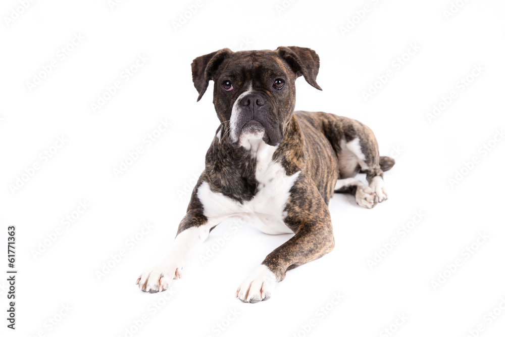 Boxer on a white background Boxer on a white background