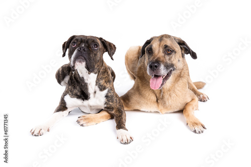 Two dogs on a white background