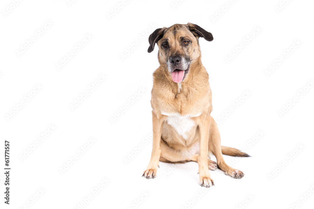 Mixed breed dog on a white background Mixed breed dog on a white background