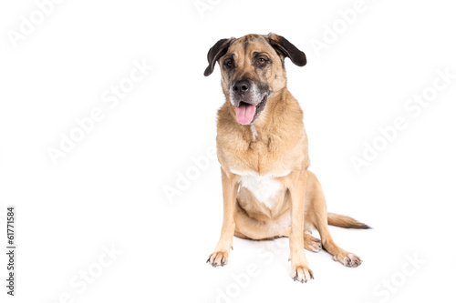 Mixed breed dog on a white background