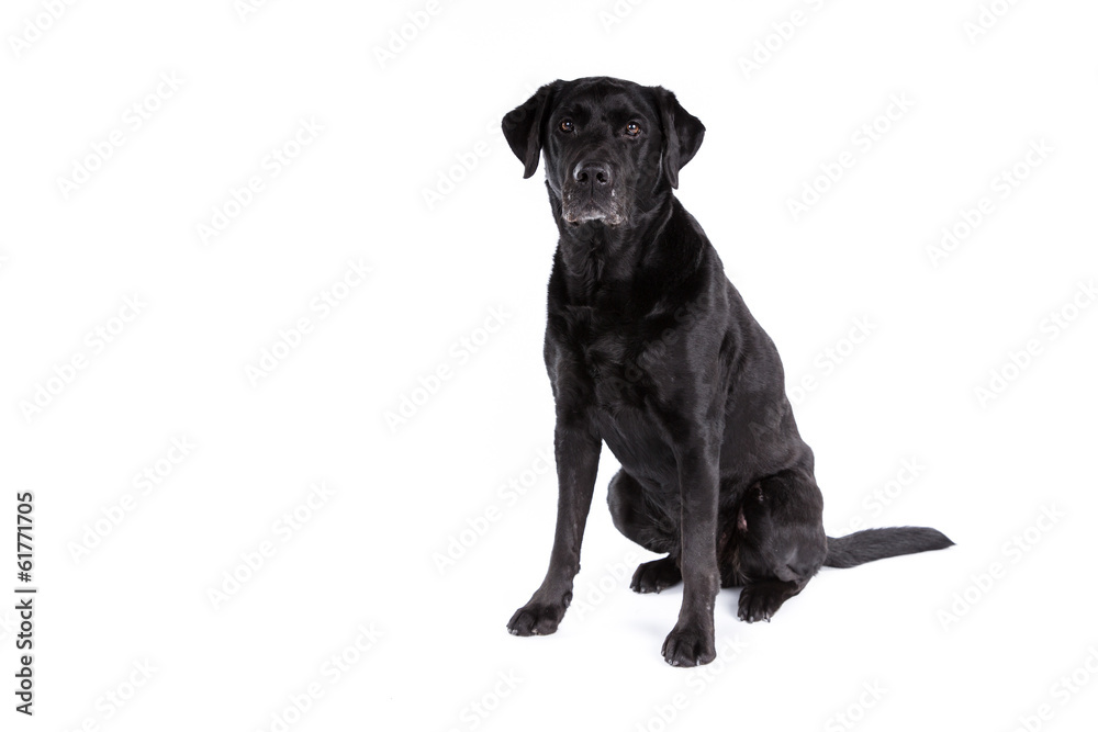 Black labrador retriever dog on a white background Black labrador retriever dog on a white background